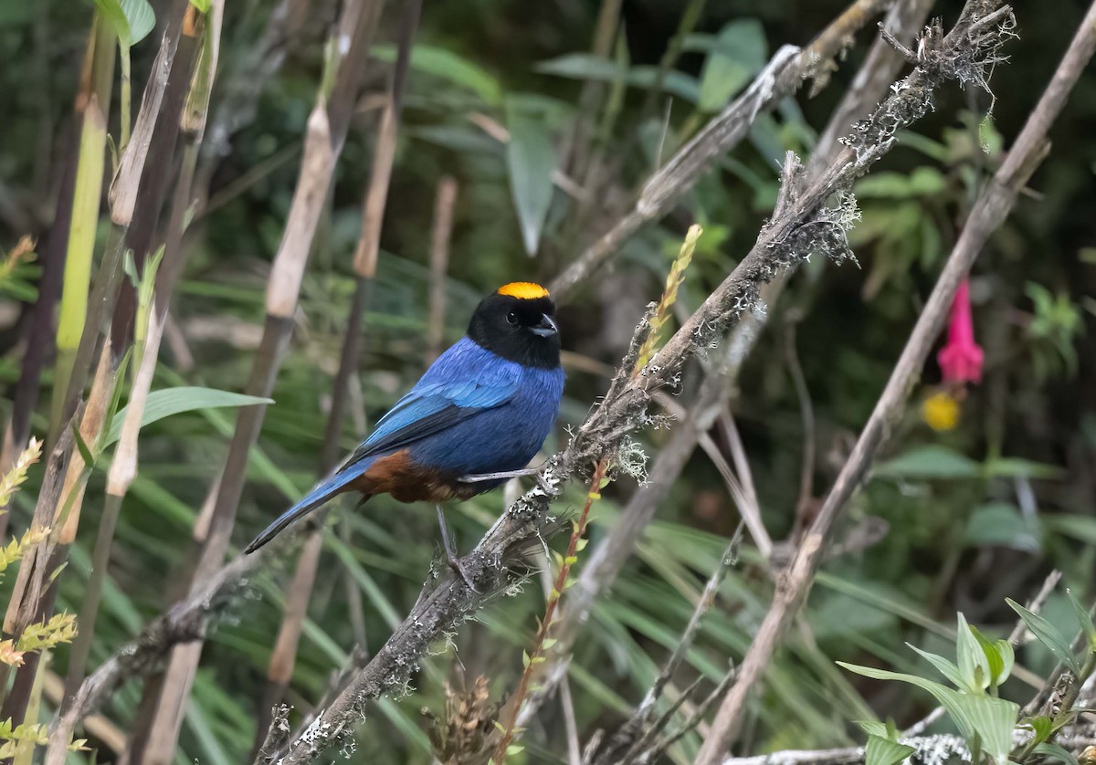 Golden-crowned Tanager - ML624535316