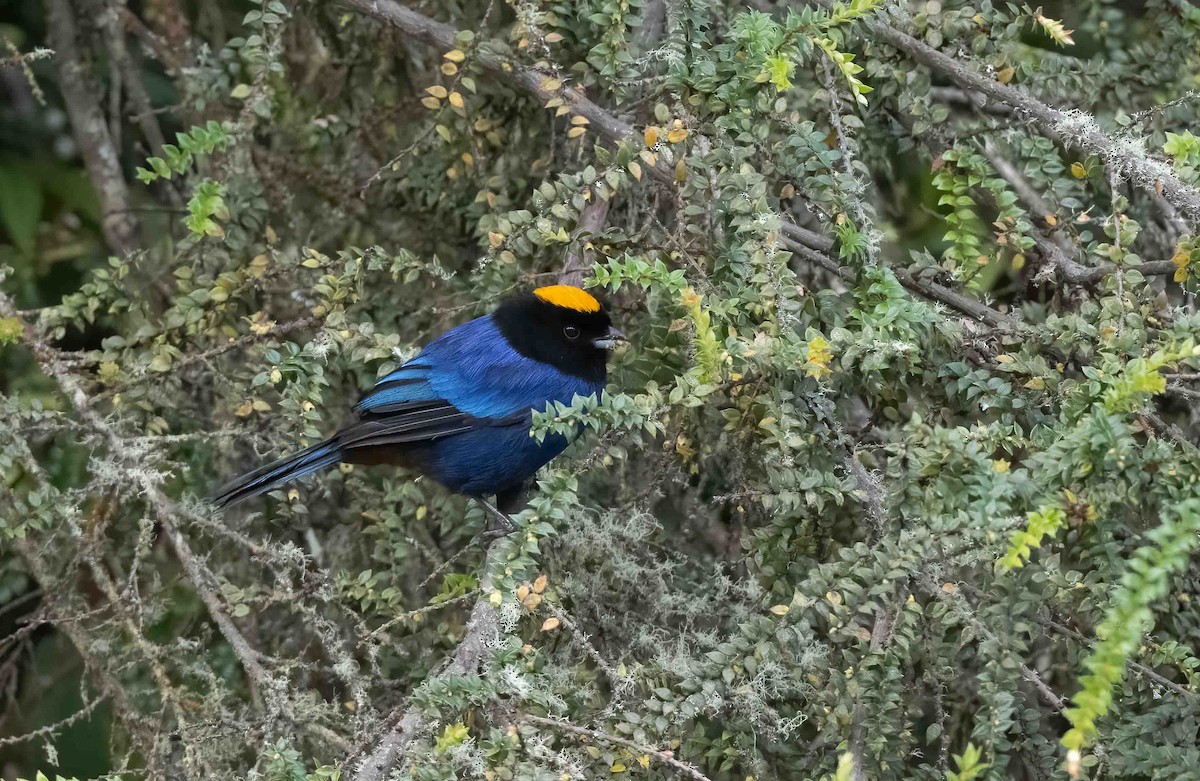 Golden-crowned Tanager - ML624535318