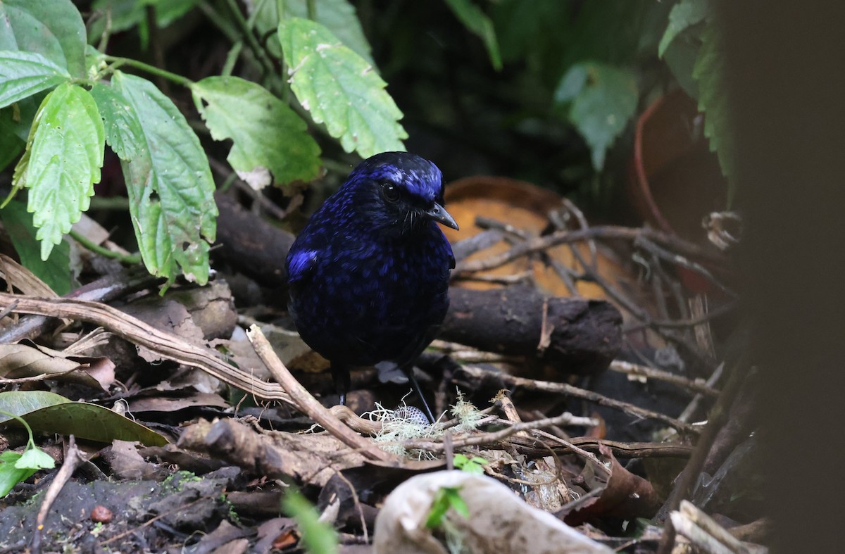 Shiny Whistling-Thrush - ML624535319