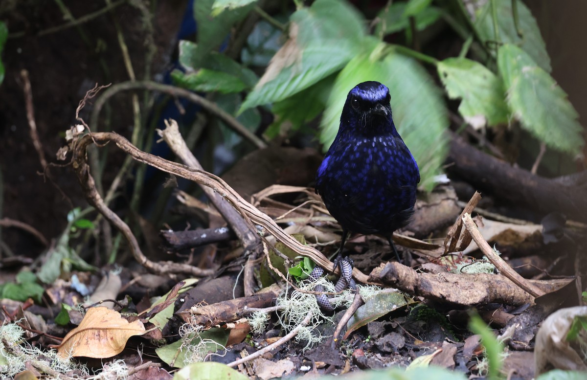 Shiny Whistling-Thrush - ML624535320