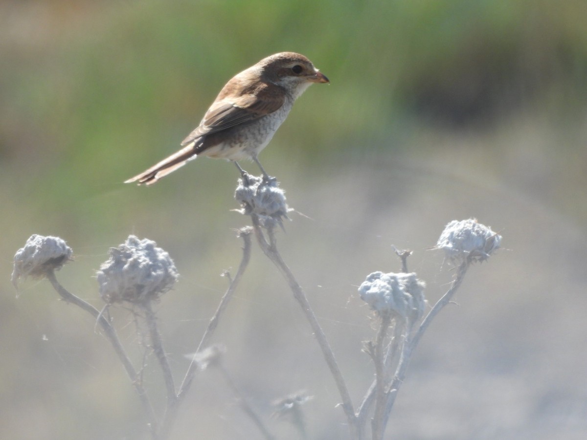 Red-backed Shrike - ML624535325