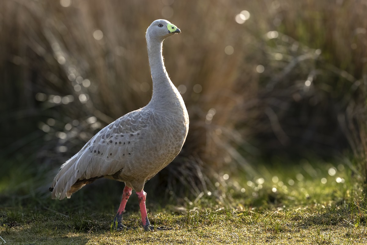 Cape Barren Goose - ML624535326