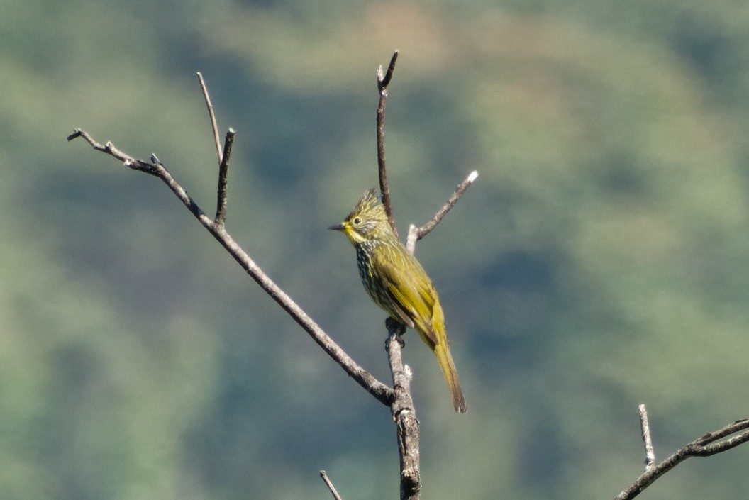 Striated Bulbul - ML624535327