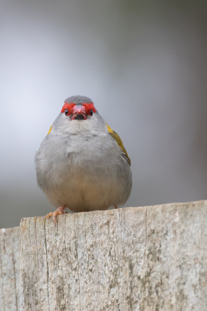 Red-browed Firetail - ML624535329