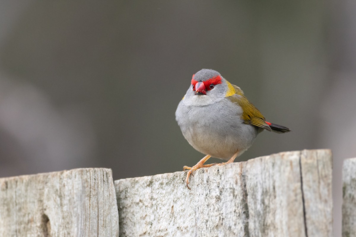 Red-browed Firetail - ML624535331