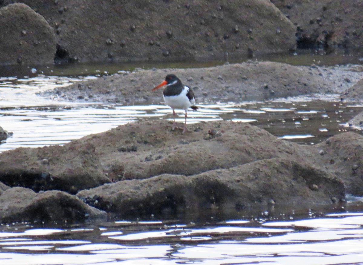 Eurasian Oystercatcher - ML624535336