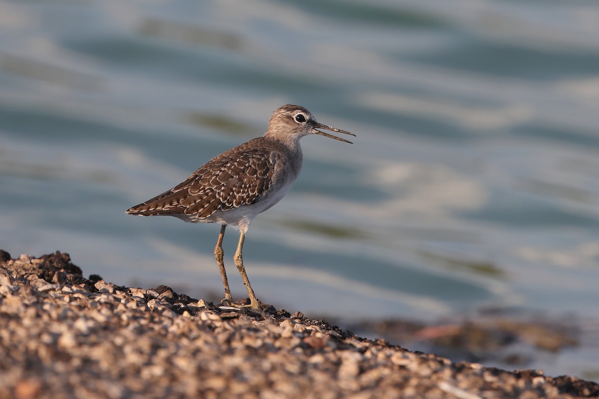 Wood Sandpiper - ML624535337