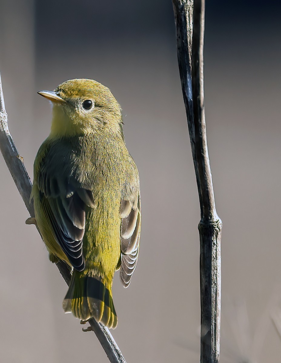 Yellow Warbler - ML624535338