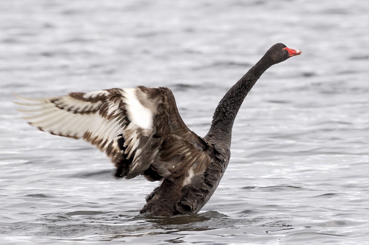 Black Swan - ML624535339