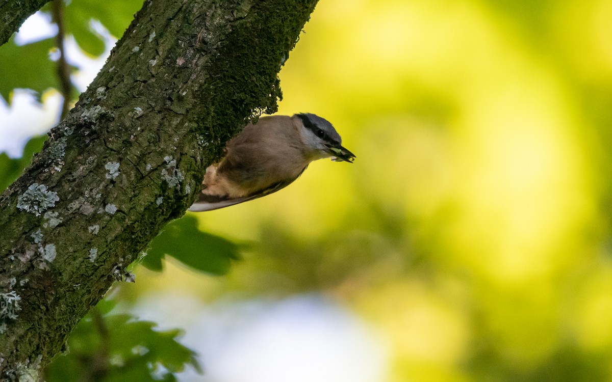 Eurasian Nuthatch - ML624535341