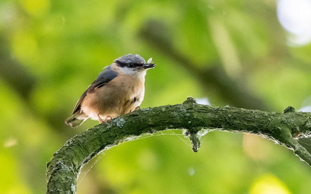 Eurasian Nuthatch - ML624535342