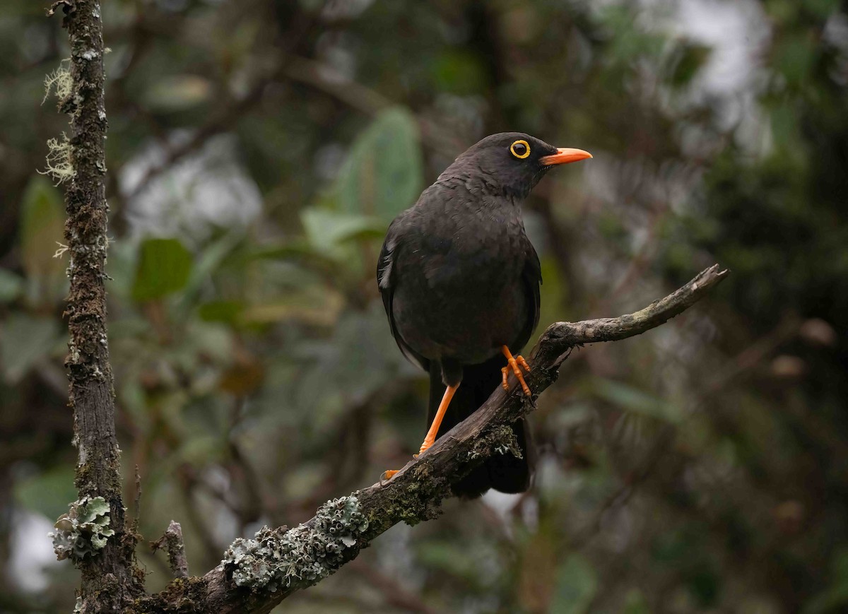 Great Thrush - ML624535343