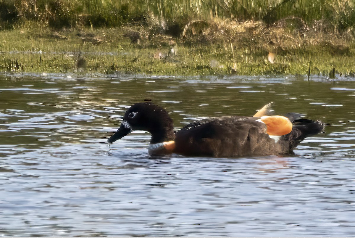 Australian Shelduck - ML624535344