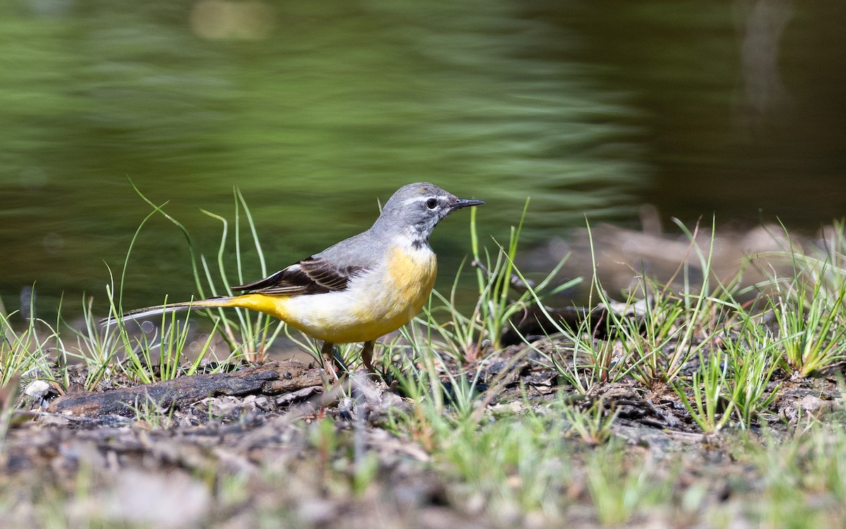 Gray Wagtail - ML624535345