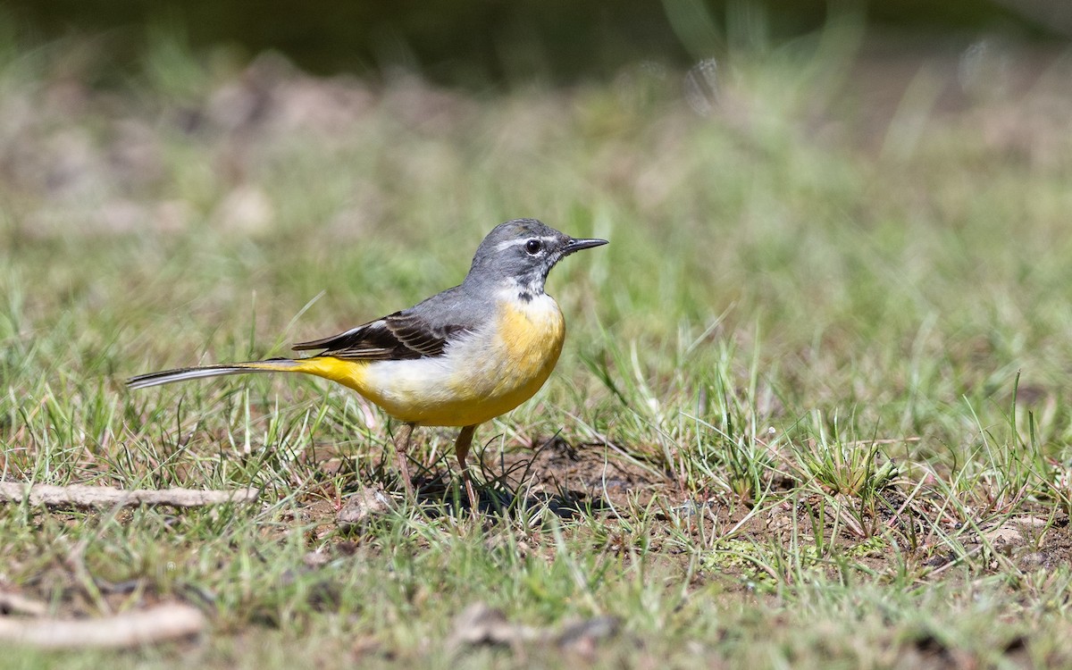 Gray Wagtail - ML624535346