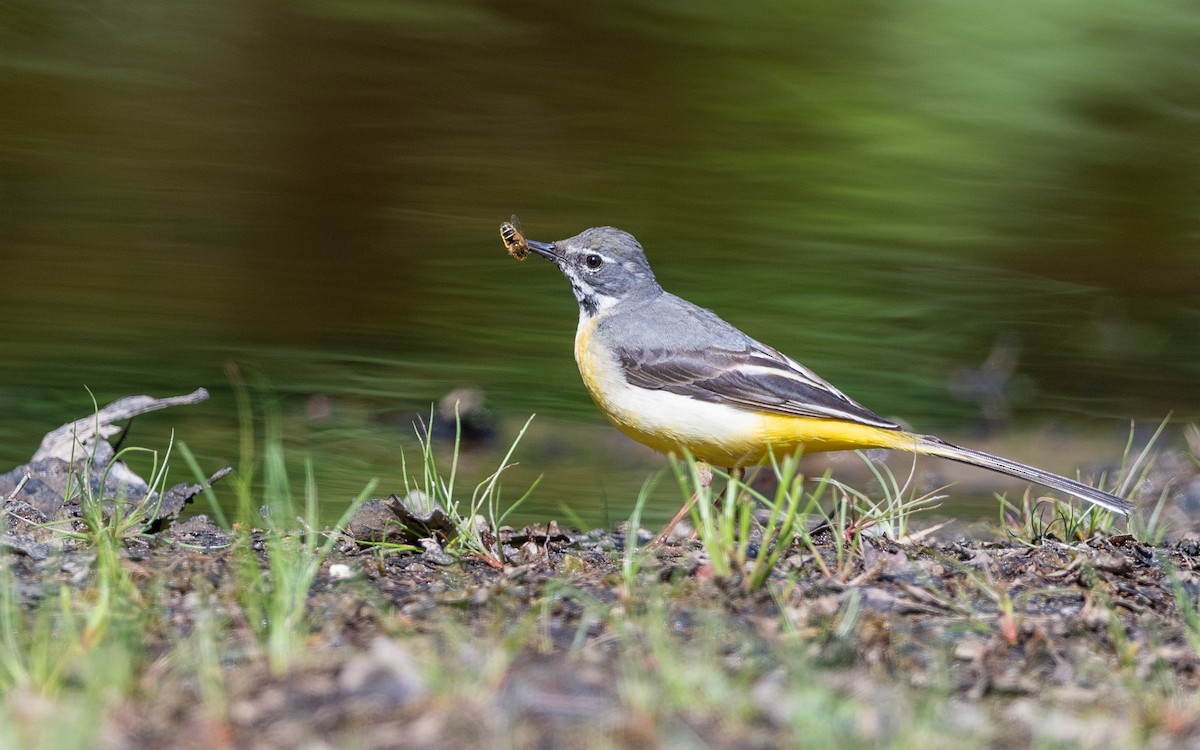 Gray Wagtail - ML624535347