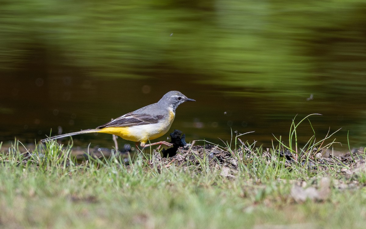 Gray Wagtail - ML624535348