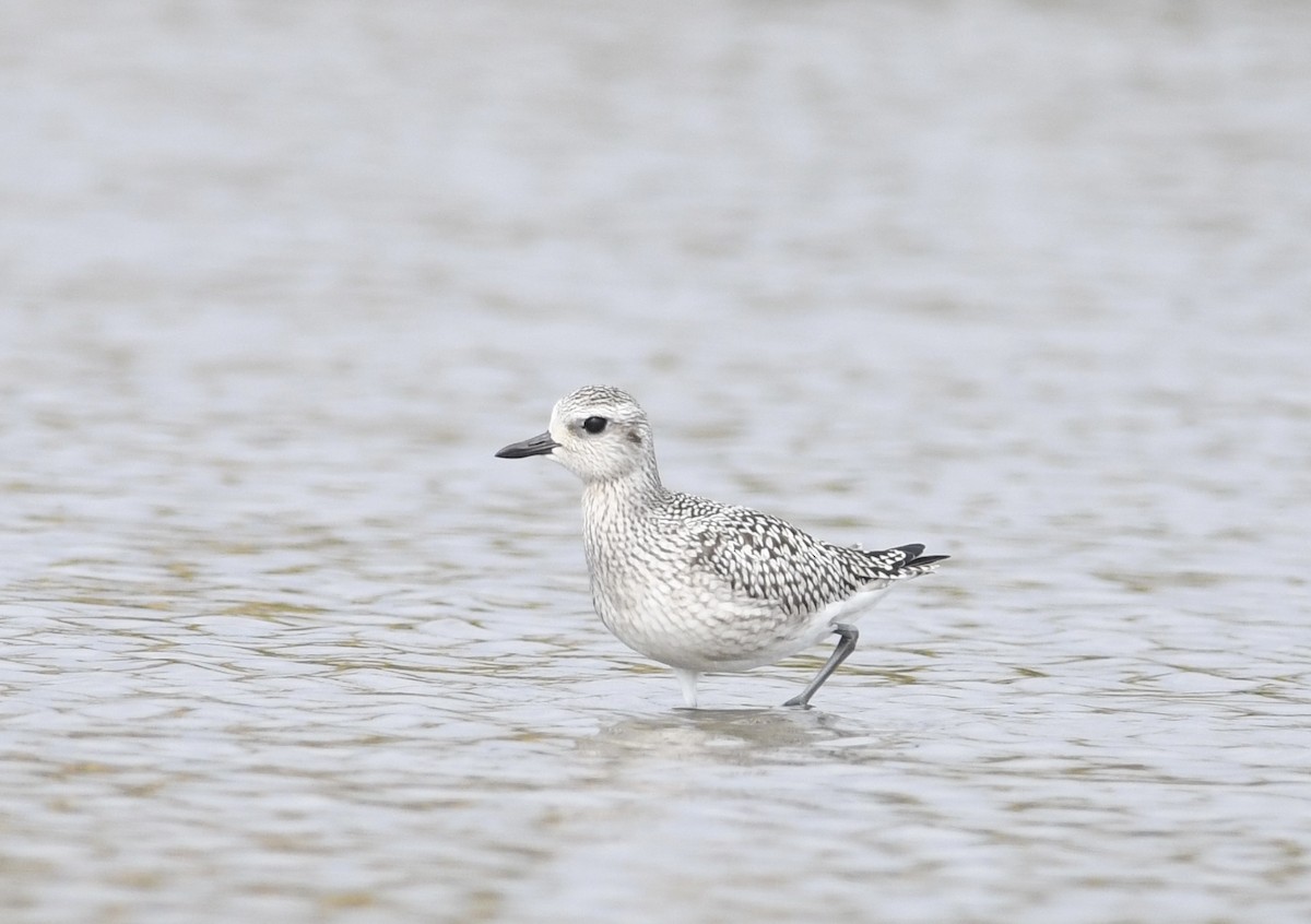 Black-bellied Plover - ML624535349