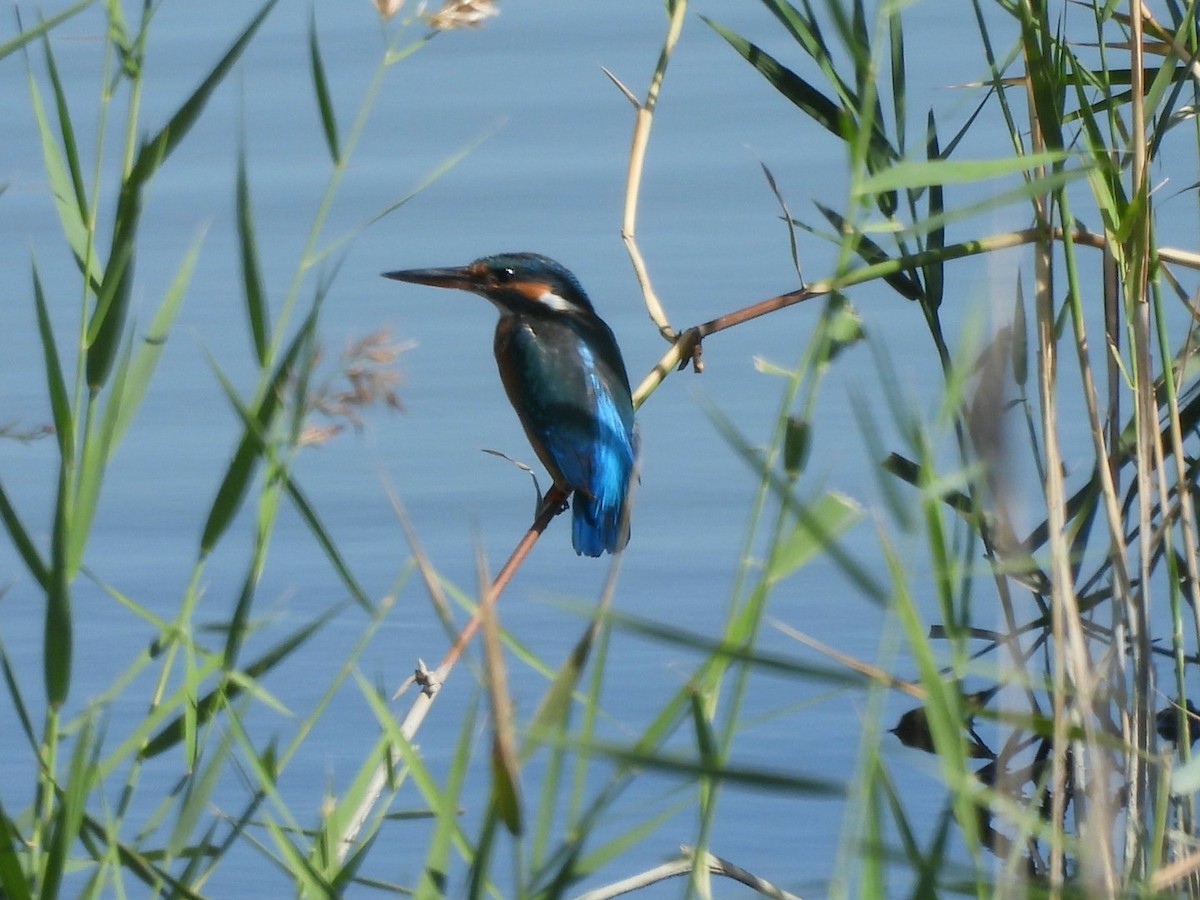 Common Kingfisher - ML624535350