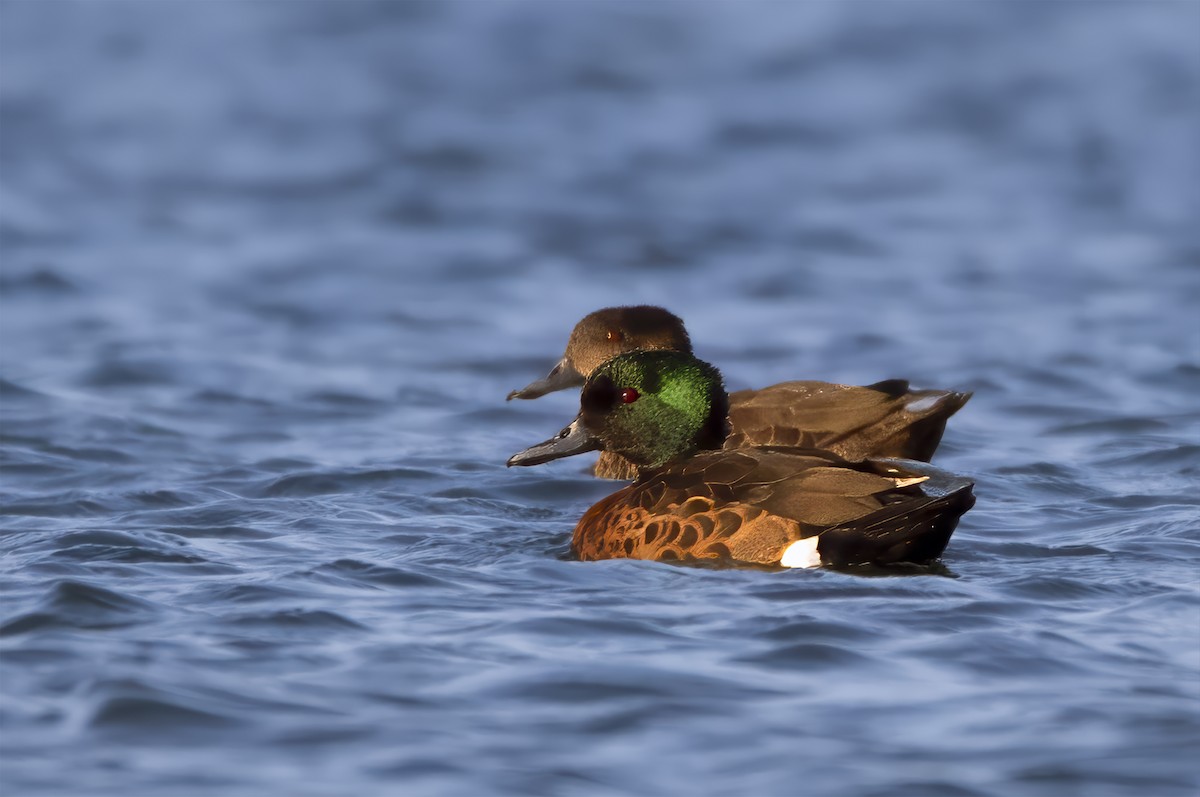 Chestnut Teal - Tarek Murshed