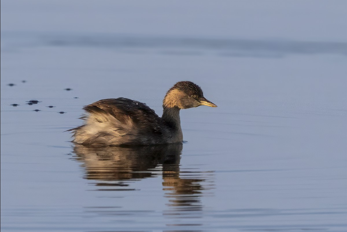 Hoary-headed Grebe - ML624535352