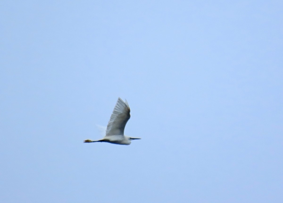 Little Egret - ML624535353