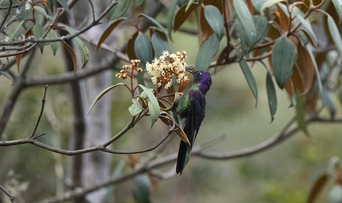 Purple-backed Thornbill - ML624535354