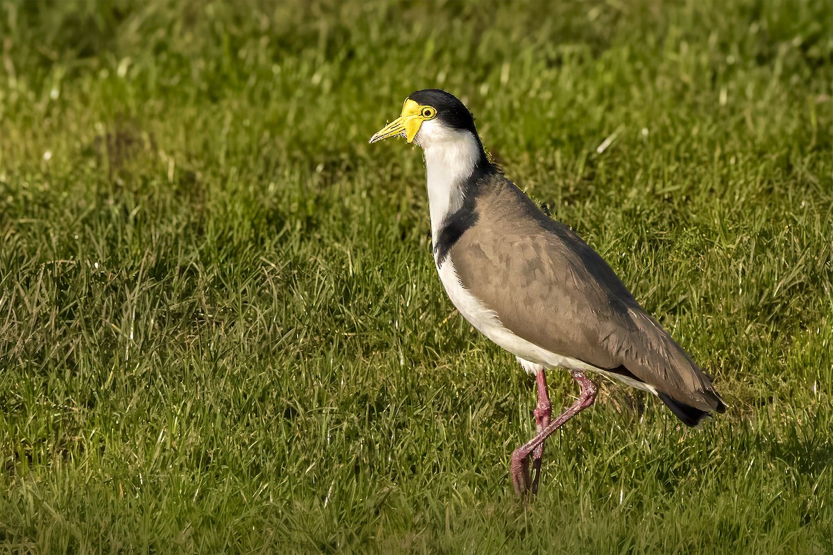 Masked Lapwing - ML624535356