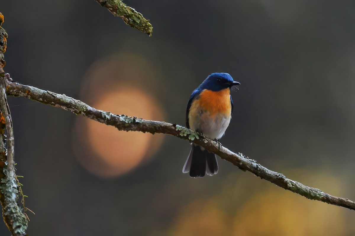 Tickell's Blue Flycatcher - ML624535357