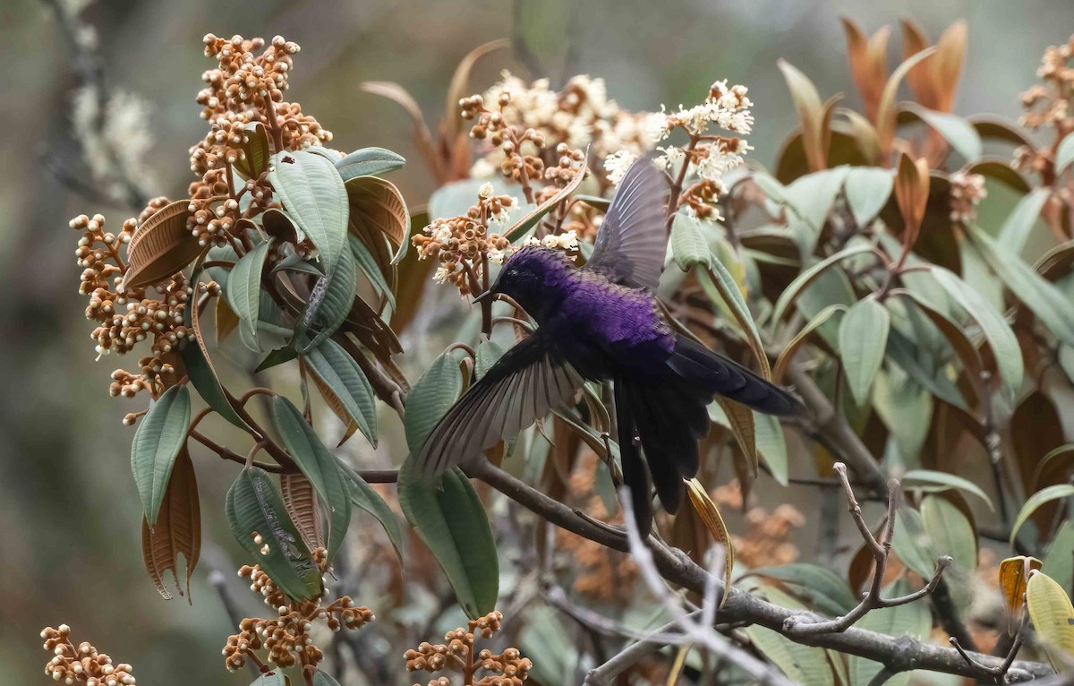 Purple-backed Thornbill - ML624535358