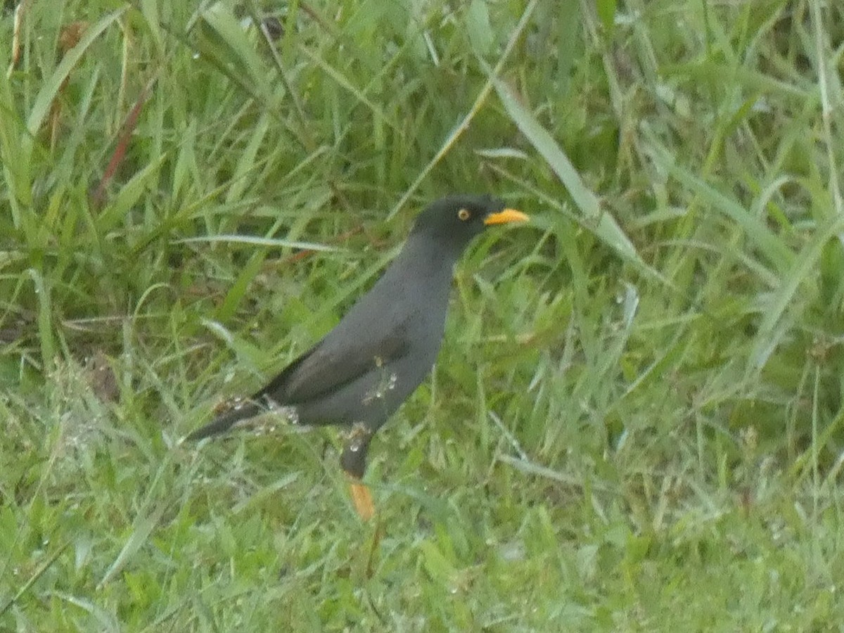 Javan Myna - Miloš Weidenhöfer