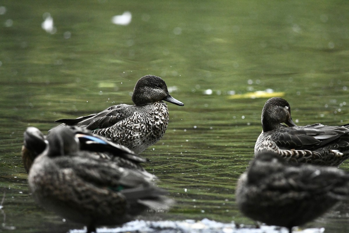 Green-winged Teal - Peter Paul