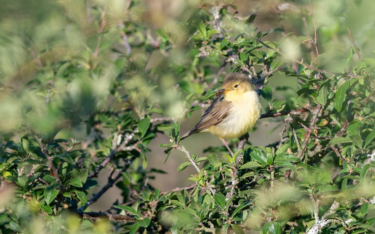 Melodious Warbler - ML624535393