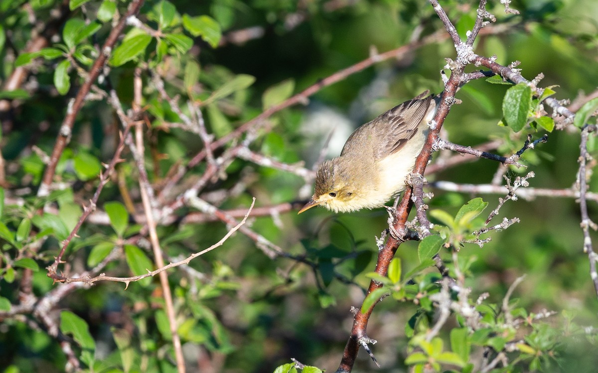 Melodious Warbler - ML624535394