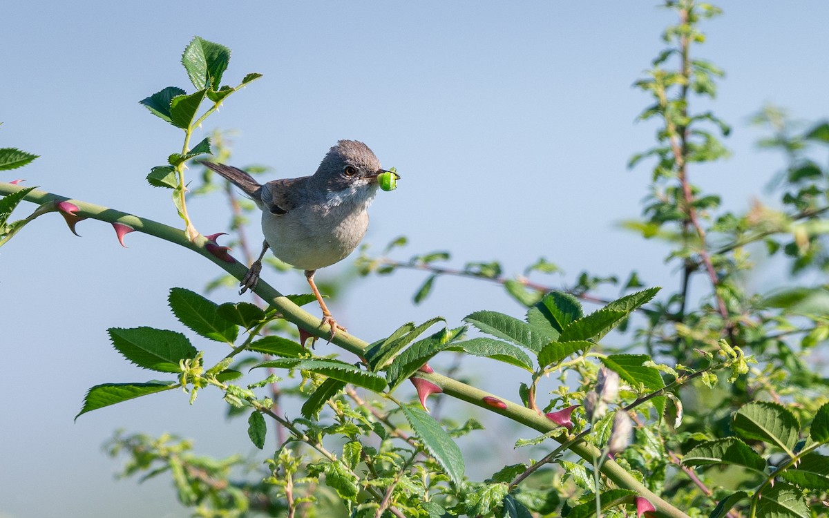 Greater Whitethroat - ML624535397