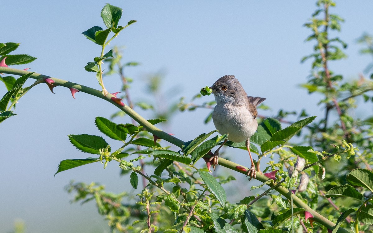 Greater Whitethroat - Serge Horellou