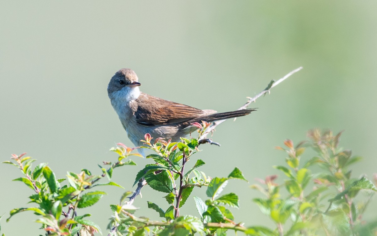 Greater Whitethroat - ML624535399