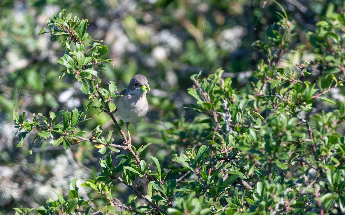 Greater Whitethroat - ML624535400