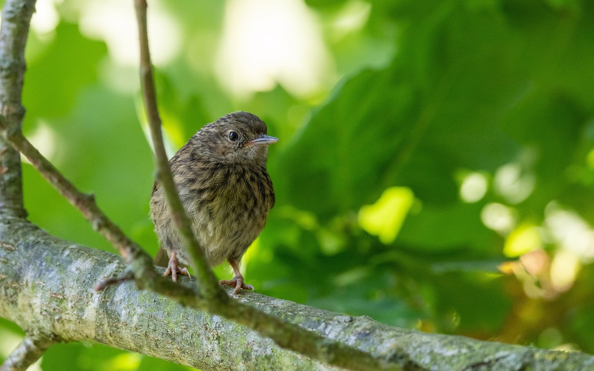 European Robin - Serge Horellou