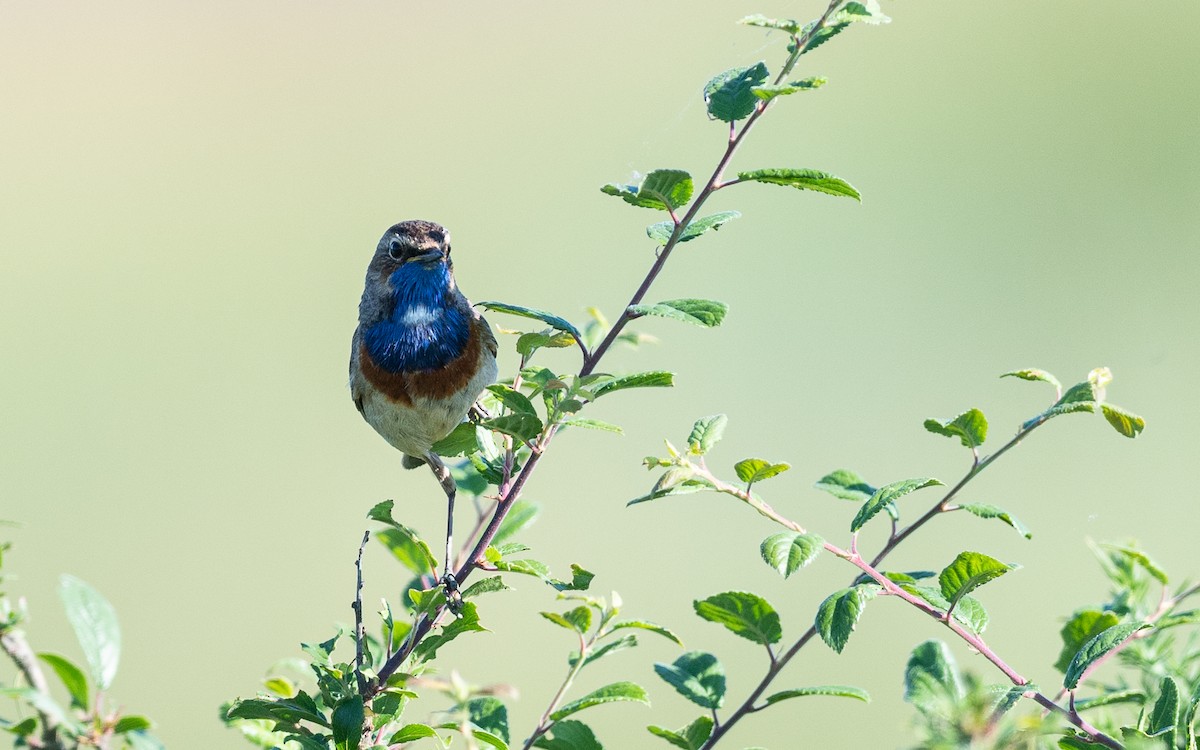 Bluethroat - ML624535403