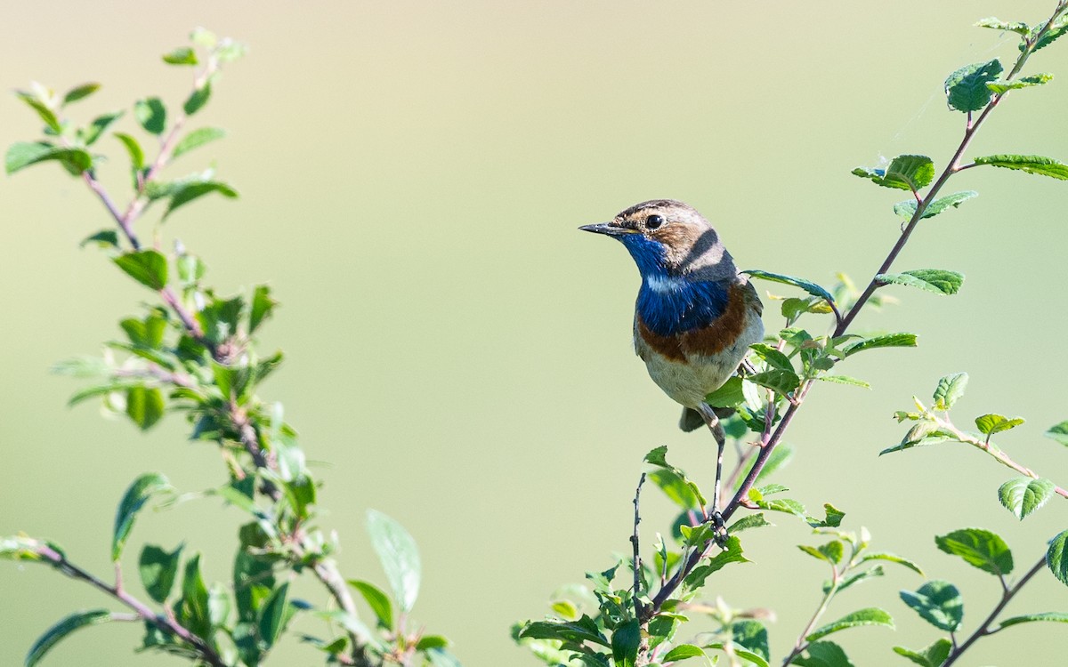 Bluethroat - ML624535404