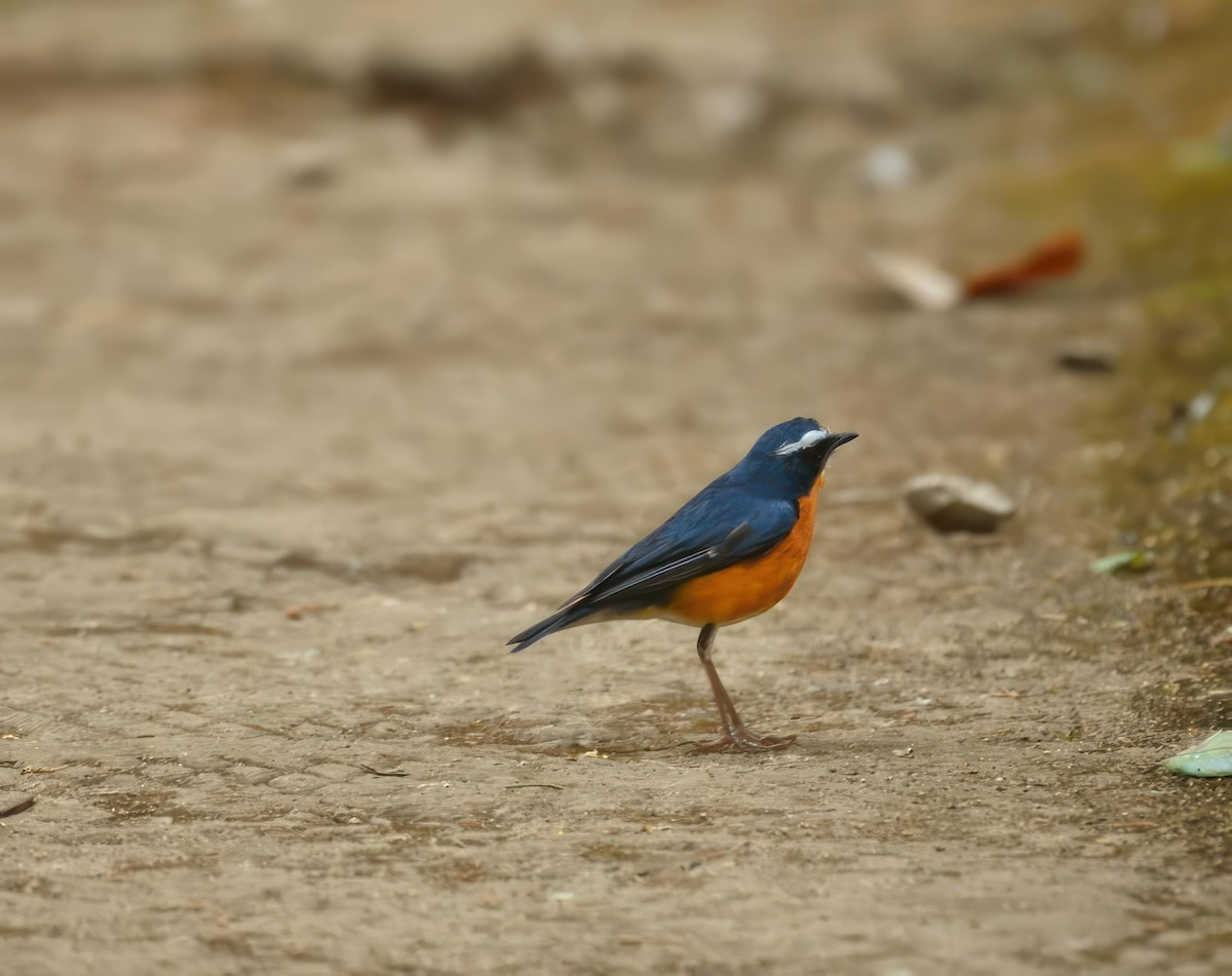 Indian Blue Robin - ML624535426