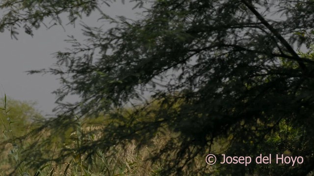 Black Crowned-Crane - ML624535444