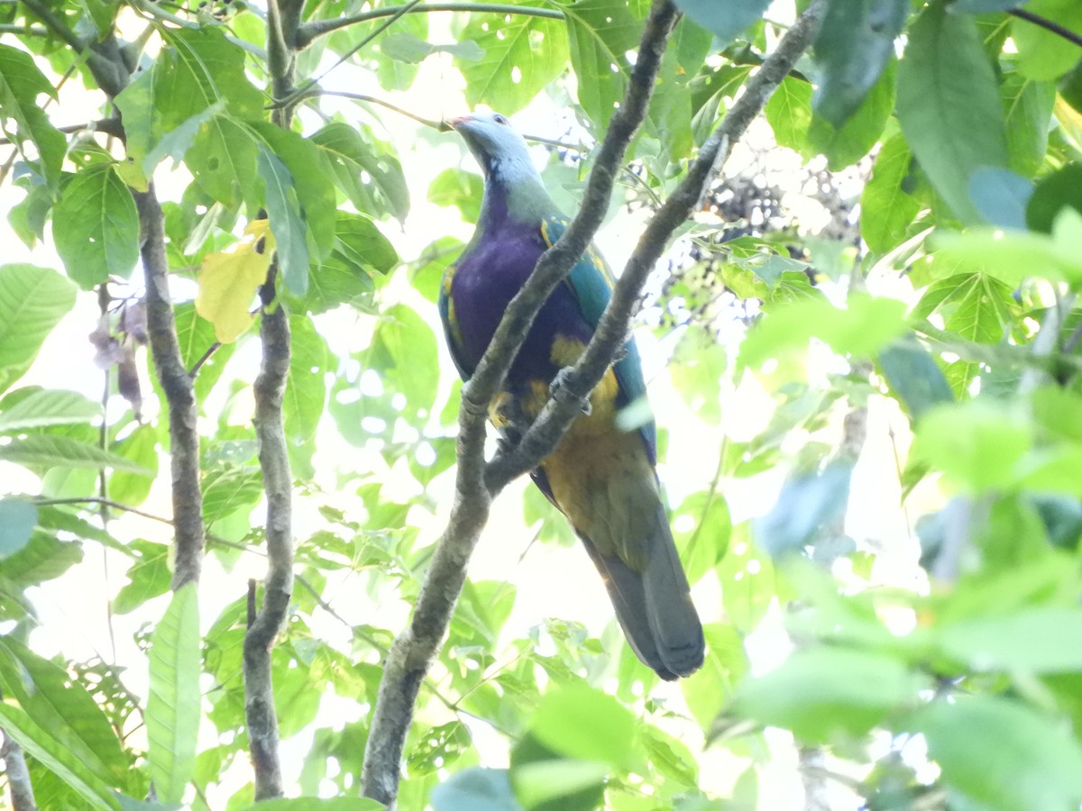 Wompoo Fruit-Dove - ML624535460