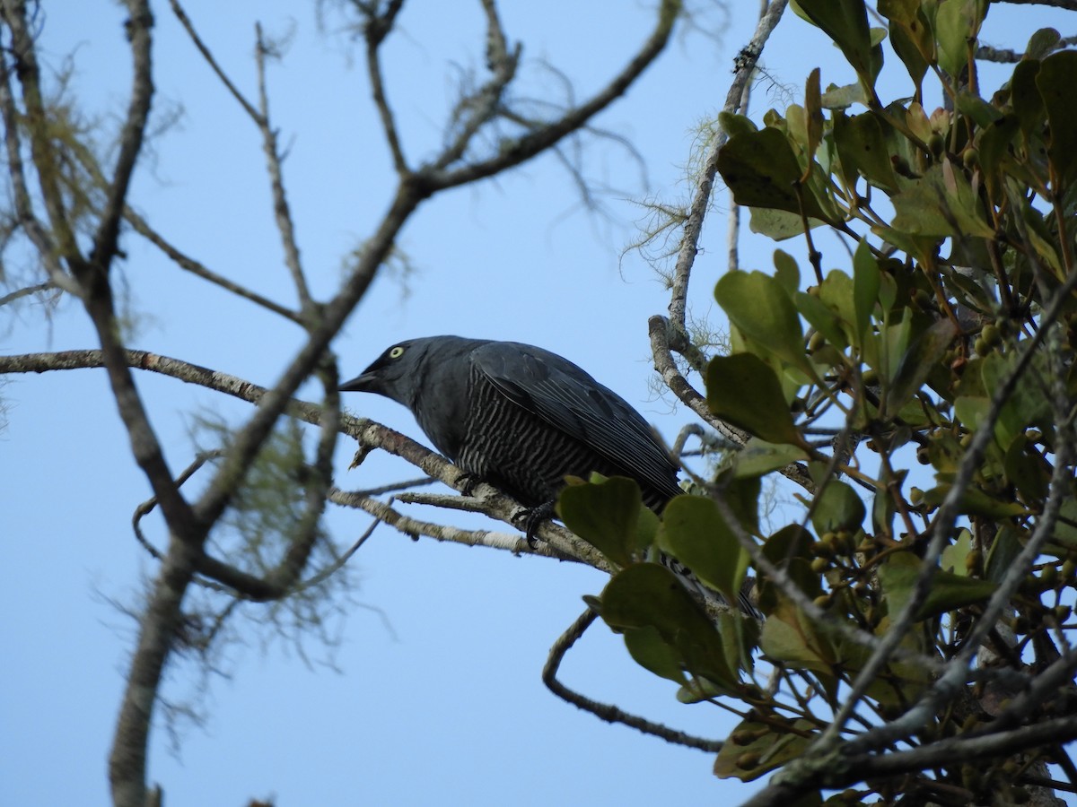 Barred Cuckooshrike - ML624535461