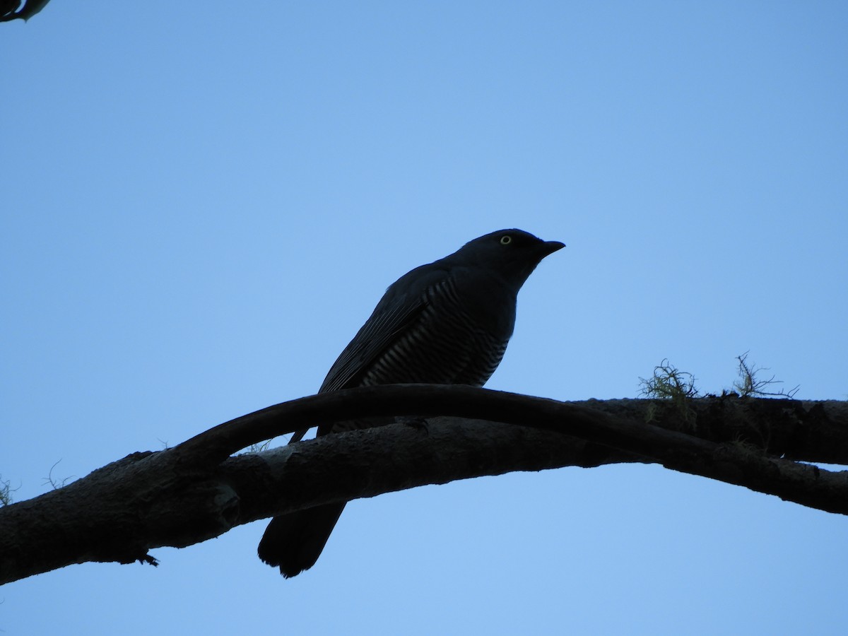 Barred Cuckooshrike - ML624535462