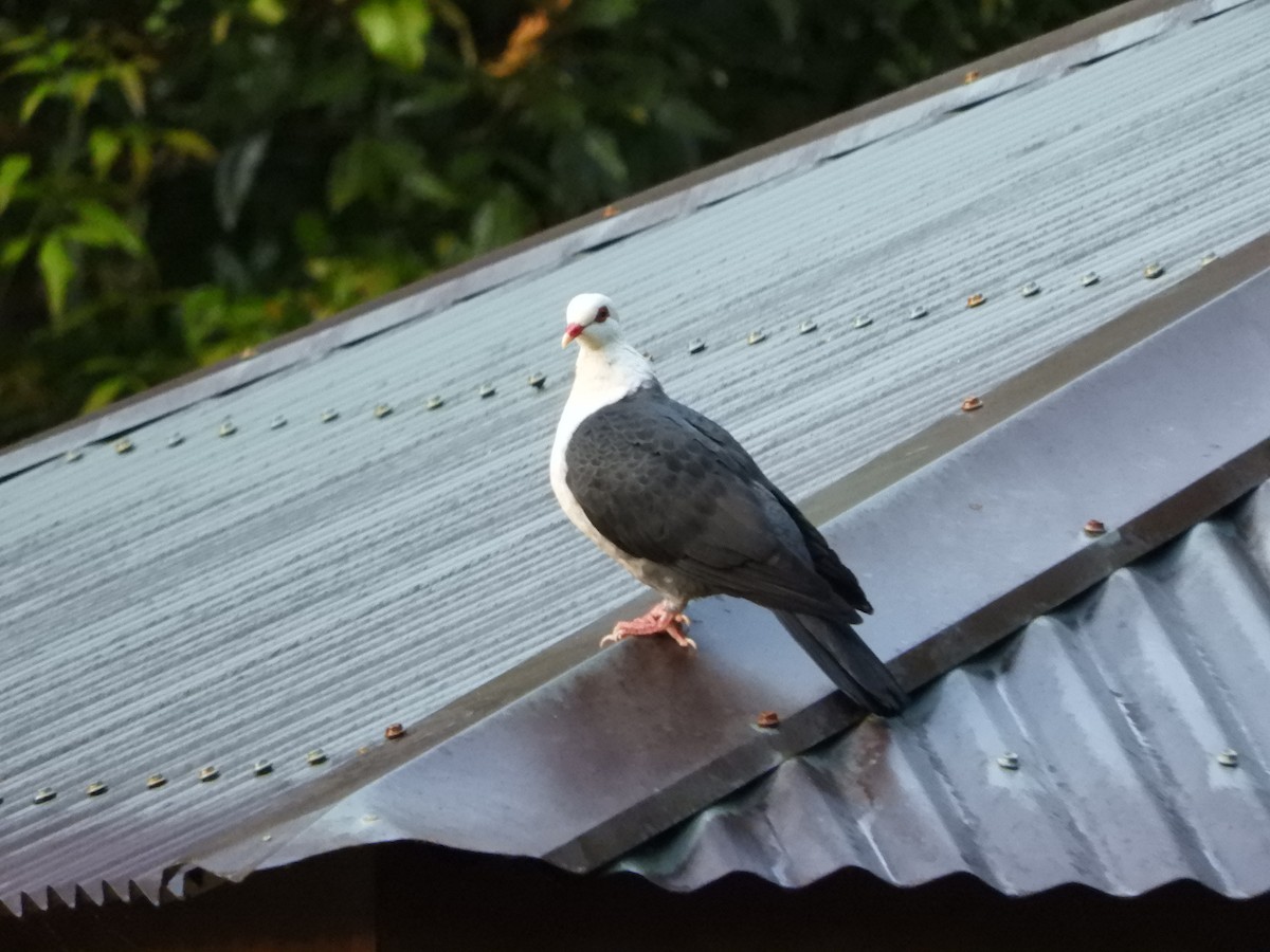 White-headed Pigeon - ML624535463