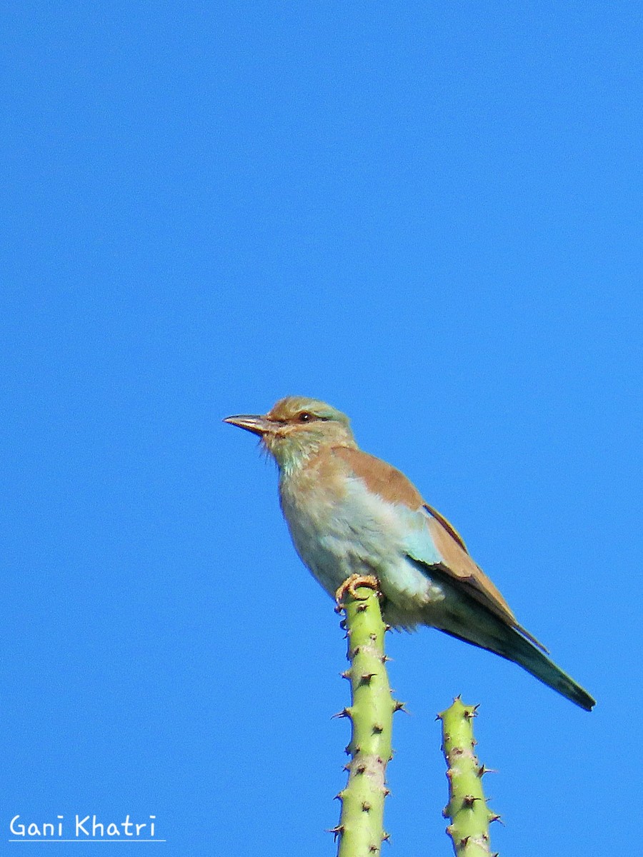 European Roller - ML624535464