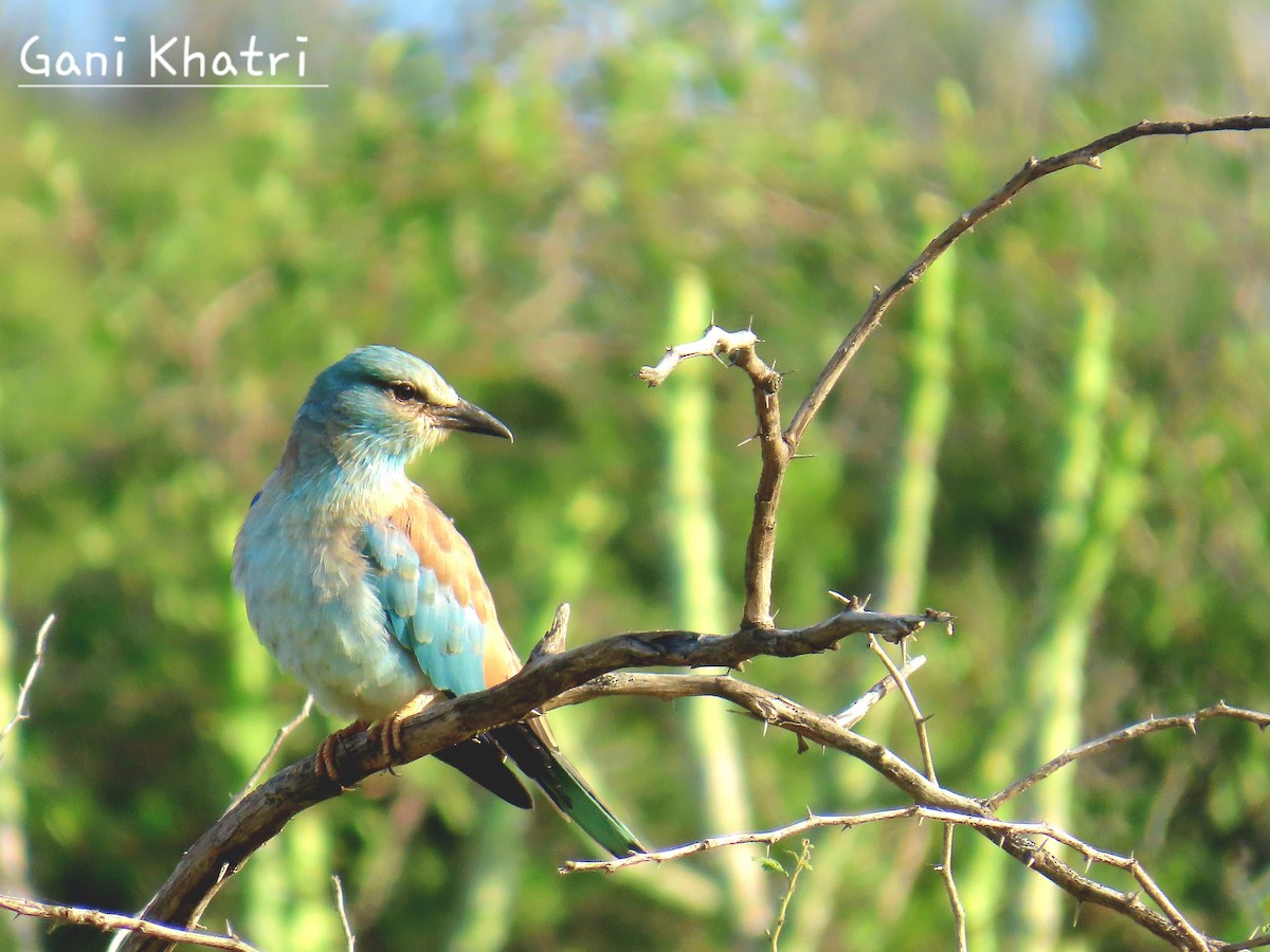 European Roller - ML624535465