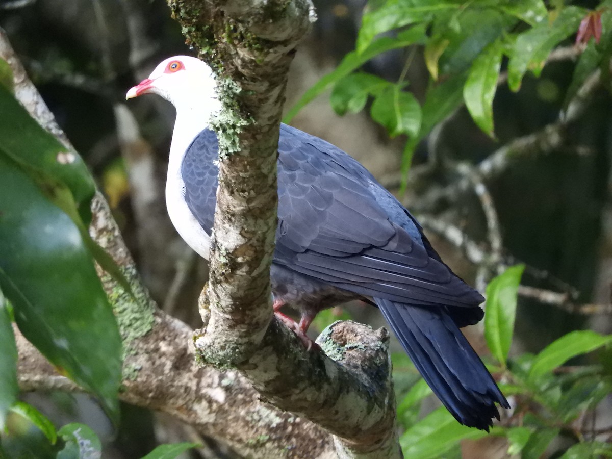 White-headed Pigeon - ML624535466